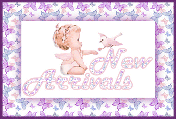 Expecting Ragdoll Kittens